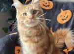 Ollie - Maine Coon Kitten For Sale - 
