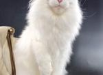 Vlastelina - Maine Coon Cat For Sale - Millingport&comma; NC&comma; US