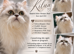 Kilua - Persian Cat For Sale/Service - Douglasville&comma; GA&comma; US