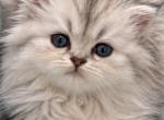 Silver male - Exotic Kitten For Sale - Pitkin&comma; LA&comma; US