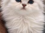 Silver female - Exotic Cat For Sale - Pitkin&comma; LA&comma; US