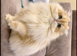 British longhair - British Shorthair Cat For Sale - Ontario&comma; NY&comma; US