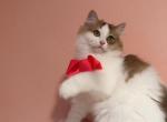 Nono - Minuet Kitten For Sale - CA&comma; US