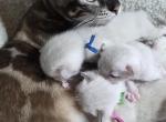 Coral - Bengal Kitten For Sale - 