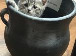 Baby Boss - British Shorthair Kitten For Sale - Arroyo Grande&comma; CA&comma; US