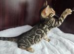 DFW Bengals - Bengal Kitten For Sale - 