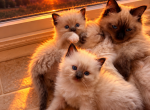 Male kats ravishing ragdolls - Ragdoll Kitten For Sale - Lancaster&comma; PA&comma; US