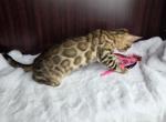 0palo - Bengal Kitten For Sale - 