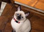 Mocha - Siamese Kitten For Sale - Maclean&comma; VA&comma; US
