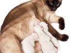 Isla and Pierre - Siamese Kitten For Sale - New Orleans&comma; LA&comma; US