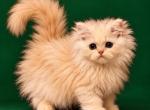 Estella and Sebastian - Persian Kitten For Sale - 