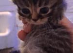 Annikah and Sebastian - Minuet Kitten For Sale - New Orleans&comma; LA&comma; US