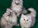 Jolie and Sebastian - Persian Kitten For Sale - 