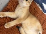 Frida - Scottish Fold Kitten For Sale - TX&comma; US