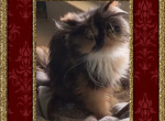 Frankie and Sebastian - Persian Kitten For Sale - New Orleans&comma; LA&comma; US