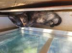 Tortoiseshell kitten URGENT - American Shorthair Kitten For Sale - Germantown&comma; MD&comma; US