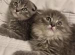 Male and  Female - Scottish Fold Kitten For Sale - Sedalia&comma; MO&comma; US