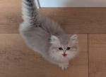amanda - Persian Kitten For Sale - 