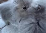 Simon and Kate - Persian Kitten For Sale - 