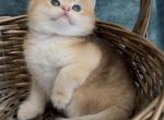 Lisa - British Shorthair Kitten For Sale - Vancouver&comma; WA&comma; US