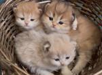Nala - British Shorthair Kitten For Sale - 
