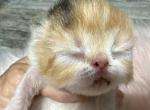 Persian calico girls - Persian Kitten For Sale - 