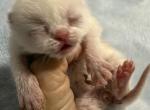 Persian white kittens - Persian Kitten For Sale - 