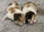 Exotic  girls - Exotic Kitten For Sale - Orlando&comma; FL&comma; US