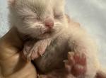 Exotic white - Exotic Kitten For Sale - Orlando&comma; FL&comma; US