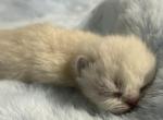 Himalayan sealpoint - Himalayan Kitten For Sale - Orlando&comma; FL&comma; US
