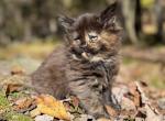 Sweet and Spicy Sriracha - Maine Coon Kitten For Sale - Monroeville&comma; PA&comma; US