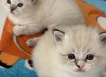 Pearls litter - Ragdoll Kitten For Sale - Freeburg&comma; PA&comma; US