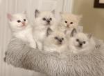 Simsim - Ragdoll Kitten For Sale - Richmond&comma; TX&comma; US