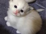 Cherie - Ragdoll Kitten For Sale - Howell&comma; MI&comma; US