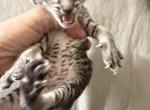 2 OSH girls - Oriental Kitten For Sale - 