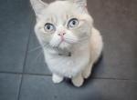 nr 2 - Exotic Kitten For Sale - Escondido&comma; CA&comma; US