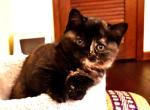 Starry Night - Scottish Straight Kitten For Sale - MA&comma; US