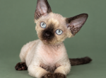 Point male - Devon Rex Kitten For Sale - Hollywood&comma; FL&comma; US