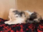 Calico - Persian Kitten For Sale - 