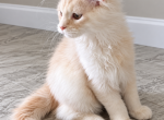 Maine Coon - Maine Coon Kitten For Sale - North Port&comma; FL&comma; US