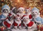 ordinary sphinxes - Sphynx Kitten For Sale - MA&comma; US