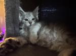 Goldie - Maine Coon Kitten For Sale - Bechtelsville&comma; PA&comma; US