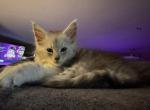 Scarlett - Maine Coon Kitten For Sale - Bechtelsville&comma; PA&comma; US