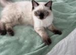 Milan - Ragdoll Kitten For Sale - Marco Island&comma; FL&comma; US