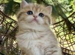 British Shorthair Kittens - British Shorthair Kitten For Sale - Wilmington&comma; DE&comma; US