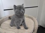Russian Blue Kittens For Sale - Russian Blue Kitten For Sale - 