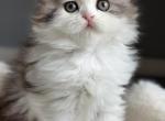 Scottish Fold Kittens For Sale - Scottish Fold Kitten For Sale - Wilmington&comma; DE&comma; US