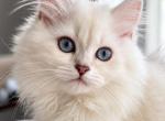 Bella - Ragdoll Kitten For Sale - Miami&comma; FL&comma; US