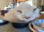 Rayne's Himalayan female - Himalayan Kitten For Sale - 