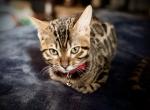 RYKA - Bengal Kitten For Sale - Brooklyn Park&comma; MN&comma; US